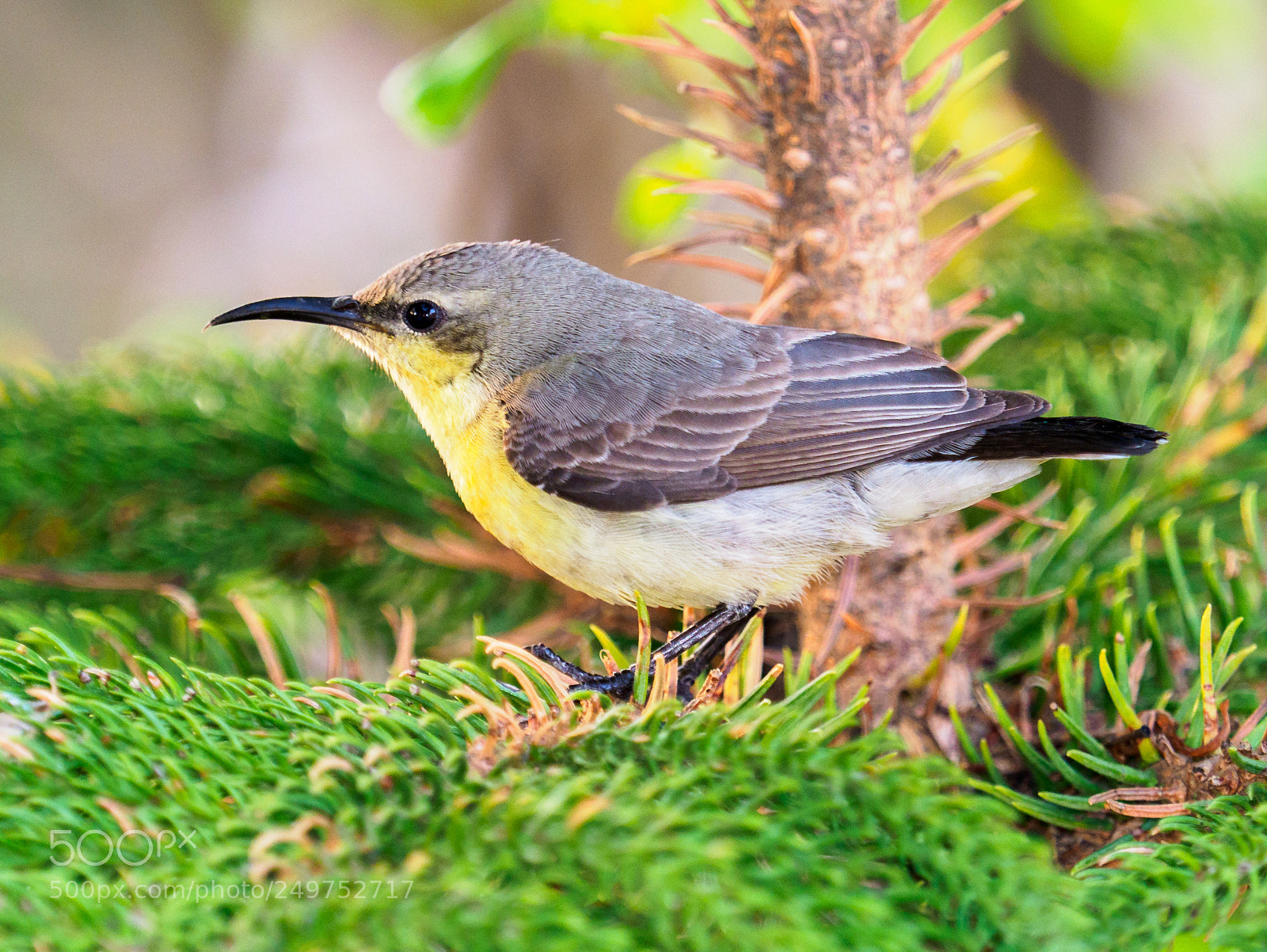 Olympus OM-D E-M1 Mark II sample photo. Sunbird photography