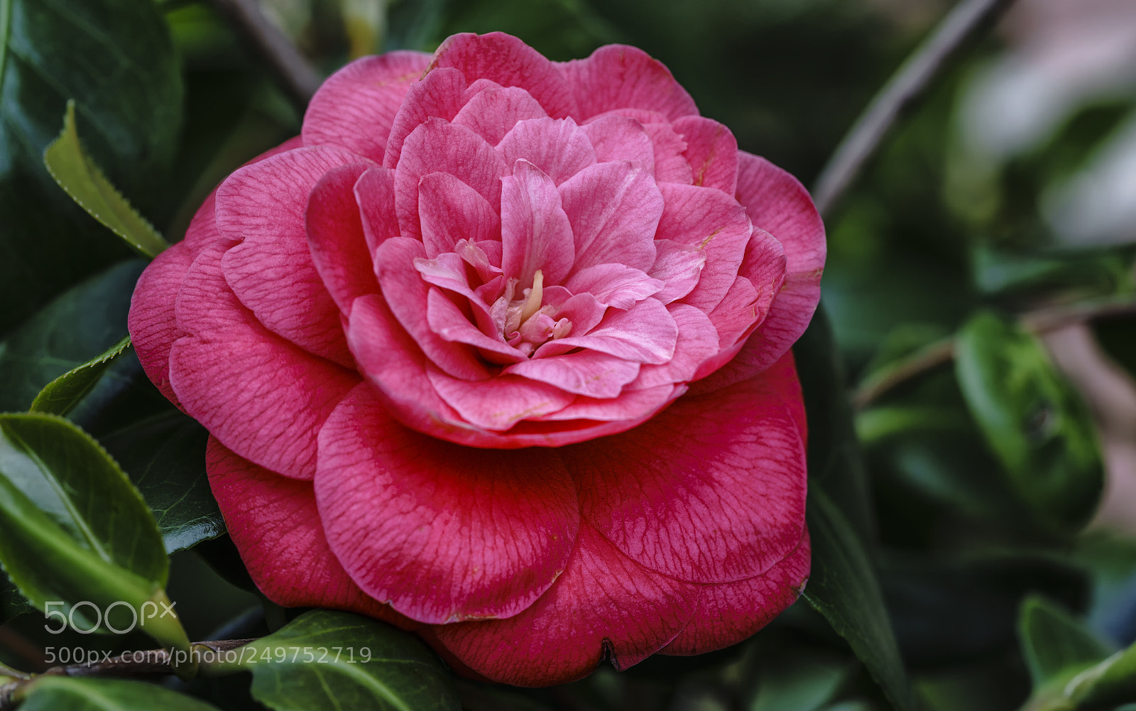 Sony a7R II sample photo. Kamelya i e i photography
