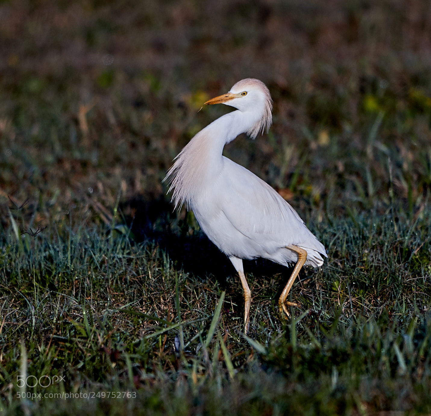 Canon EOS-1D X Mark II sample photo. 03-18-18-0008256.jpg photography