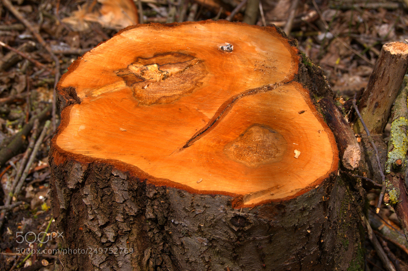 Nikon D3100 sample photo. Orange photography