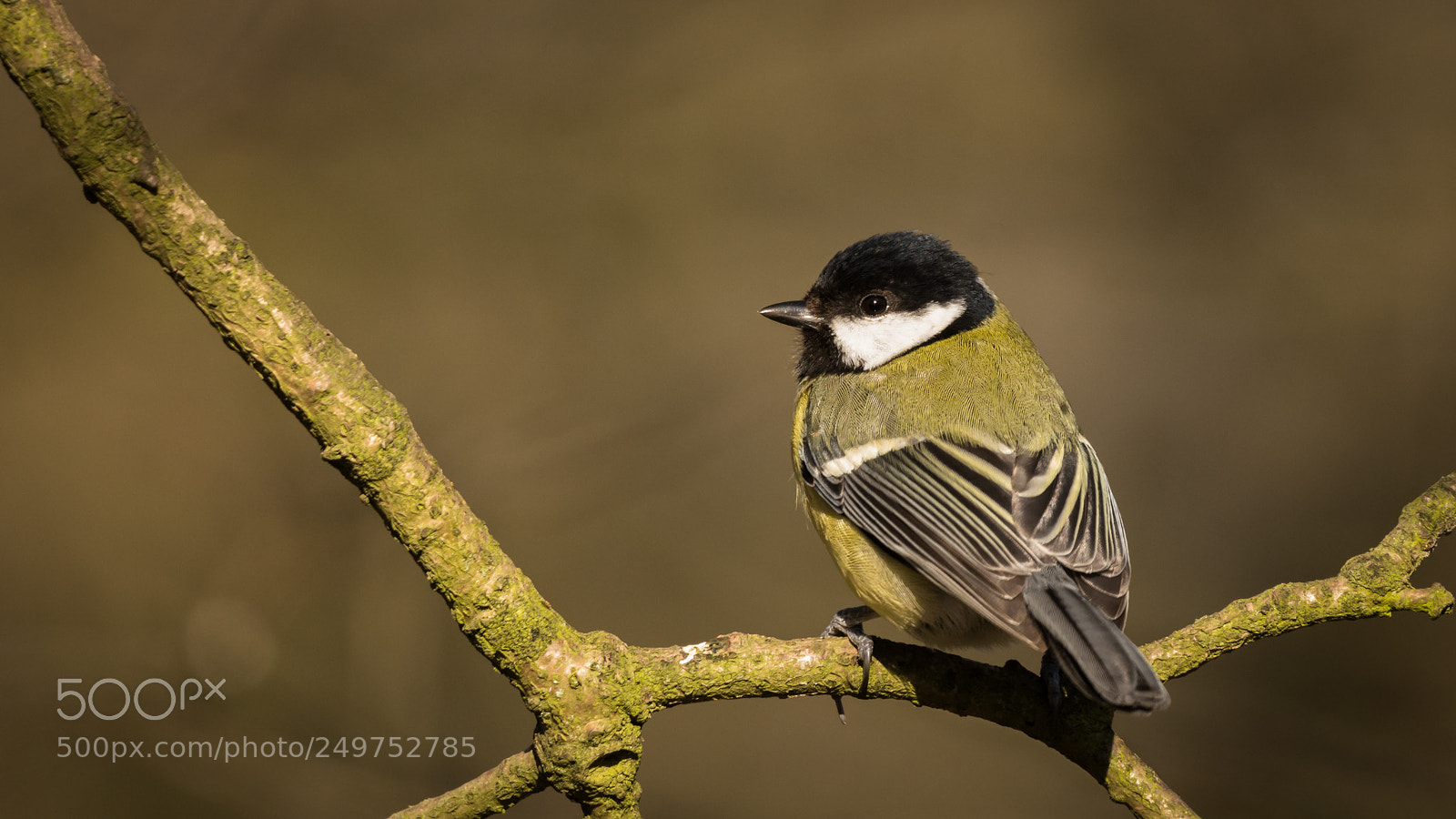Nikon D7200 sample photo. Great tit photography