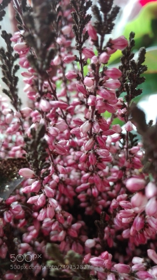 HUAWEI P8 Lite sample photo. Pink mini-flowers photography