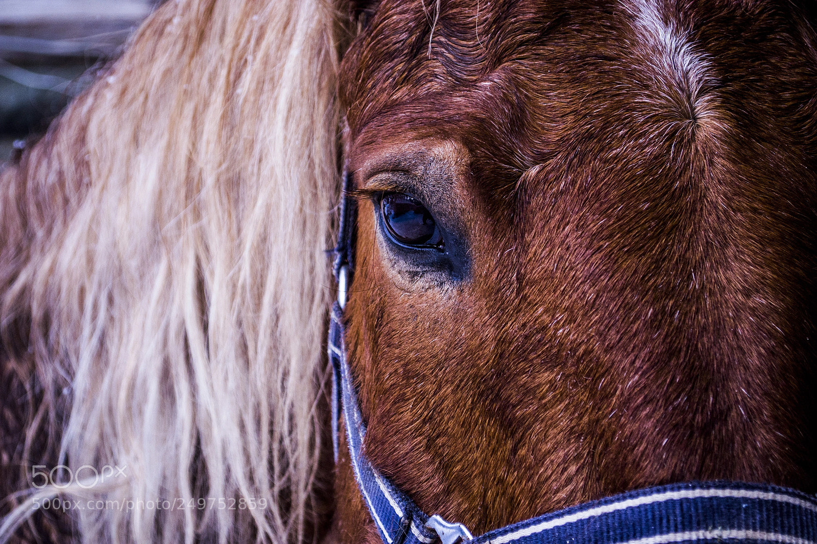 Nikon D3100 sample photo. конь Кунжут photography