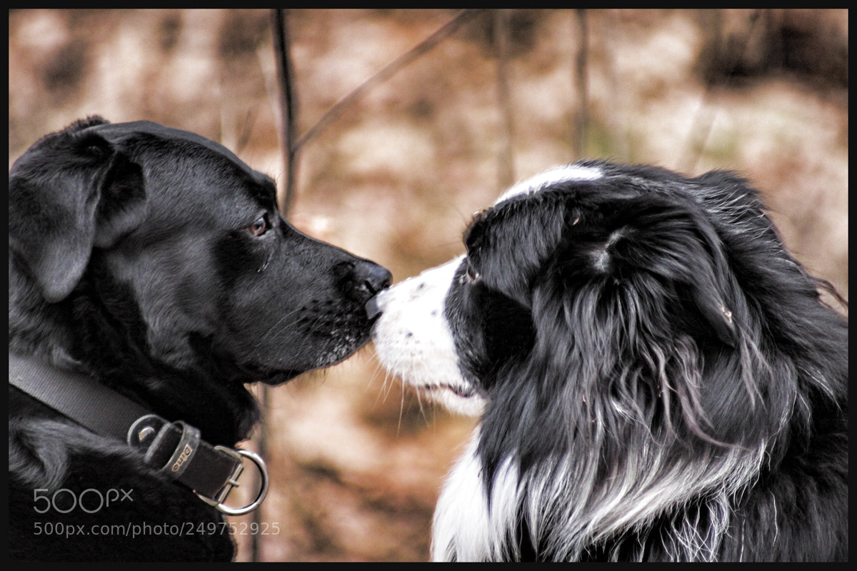 Canon EOS 50D sample photo. Untitled photography