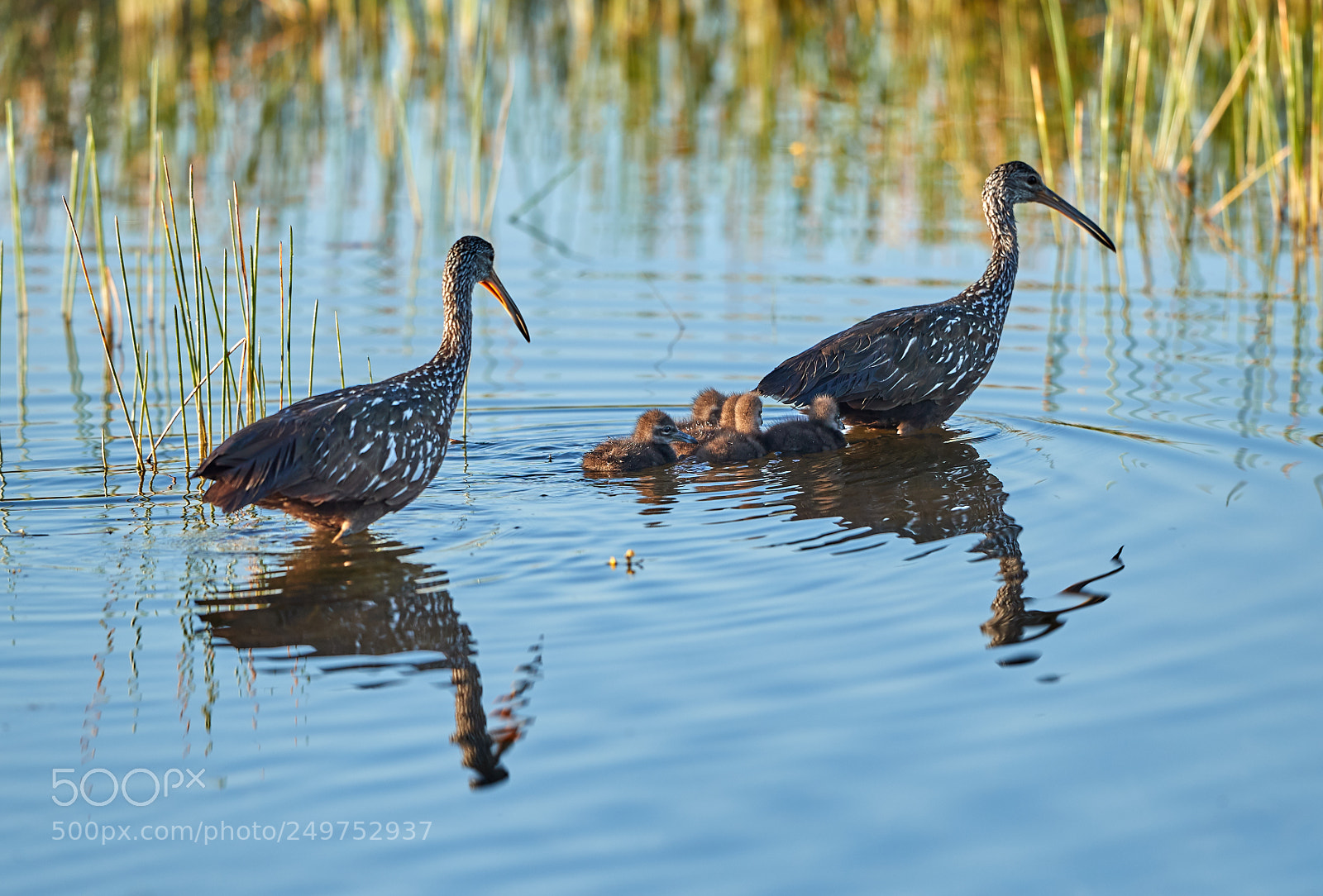 Canon EOS-1D X Mark II sample photo. 03-18-18-0008301.jpg photography