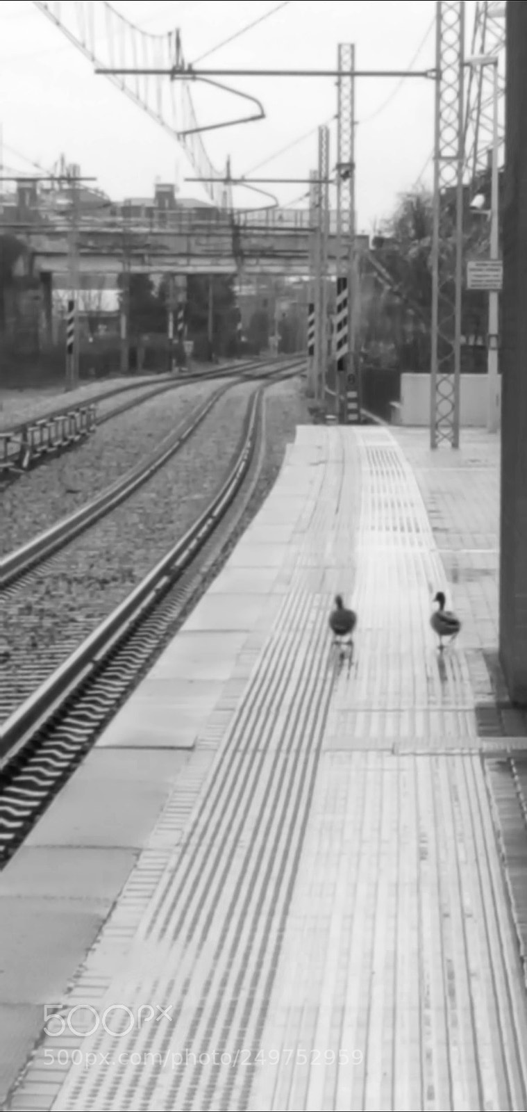 Samsung GALAXY S6 edge sample photo. Papere in stazione photography