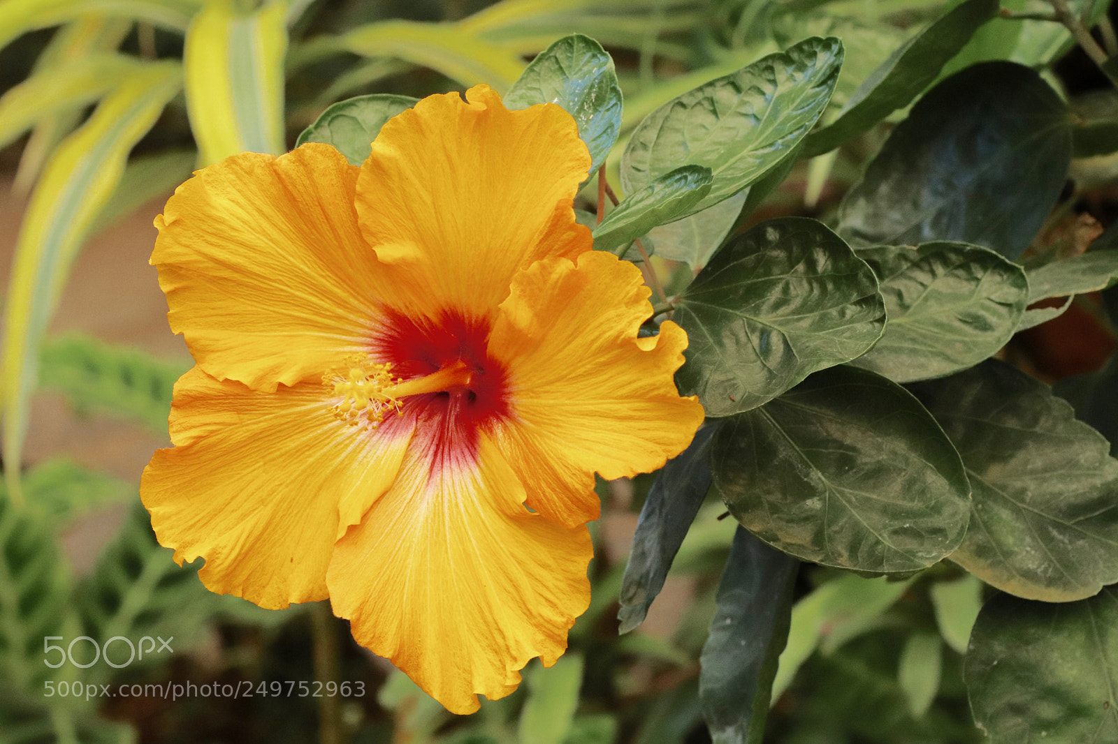 Canon EOS 77D (EOS 9000D / EOS 770D) sample photo. Orange hibiscus photography