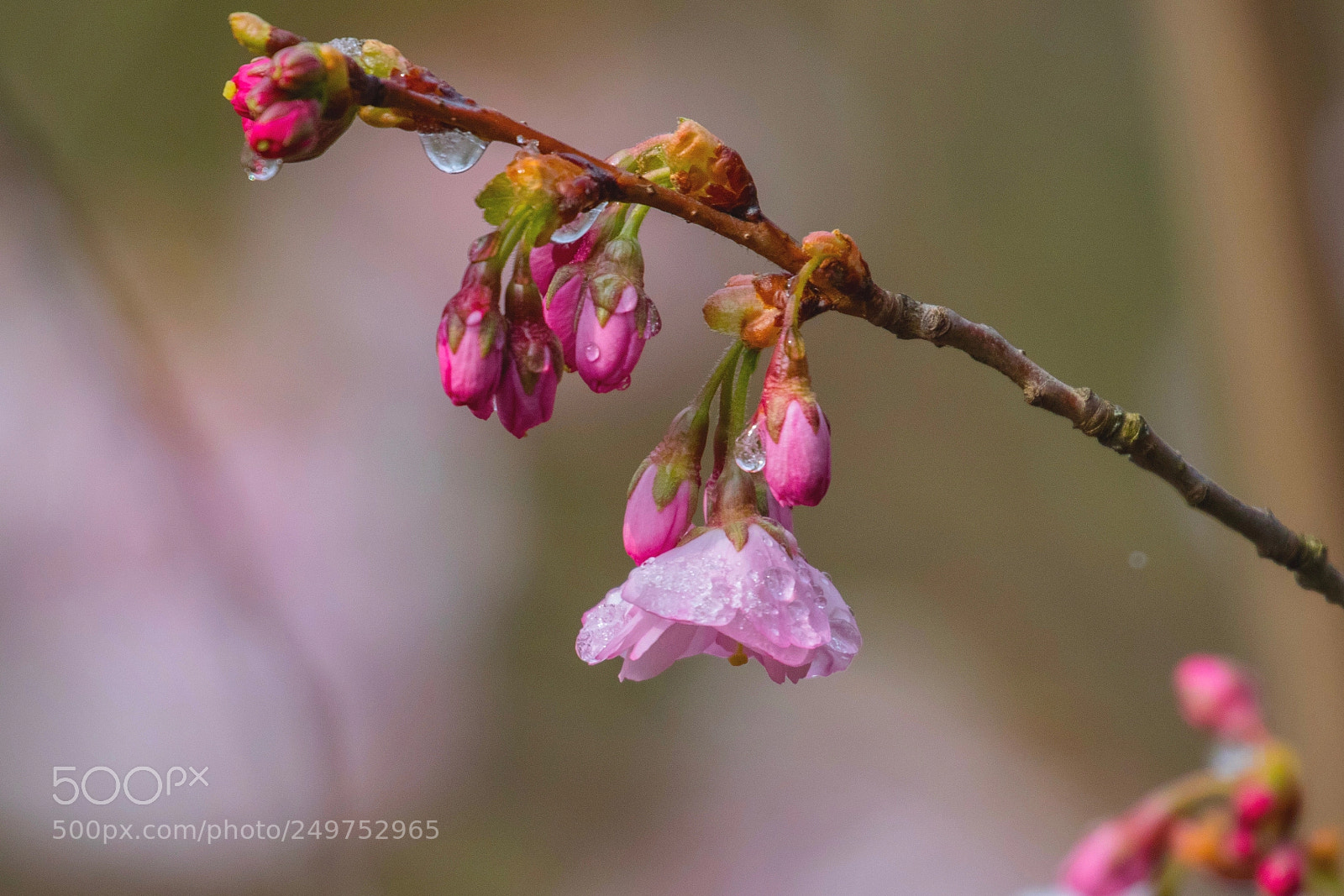 Canon EOS 7D Mark II sample photo. Blooming photography