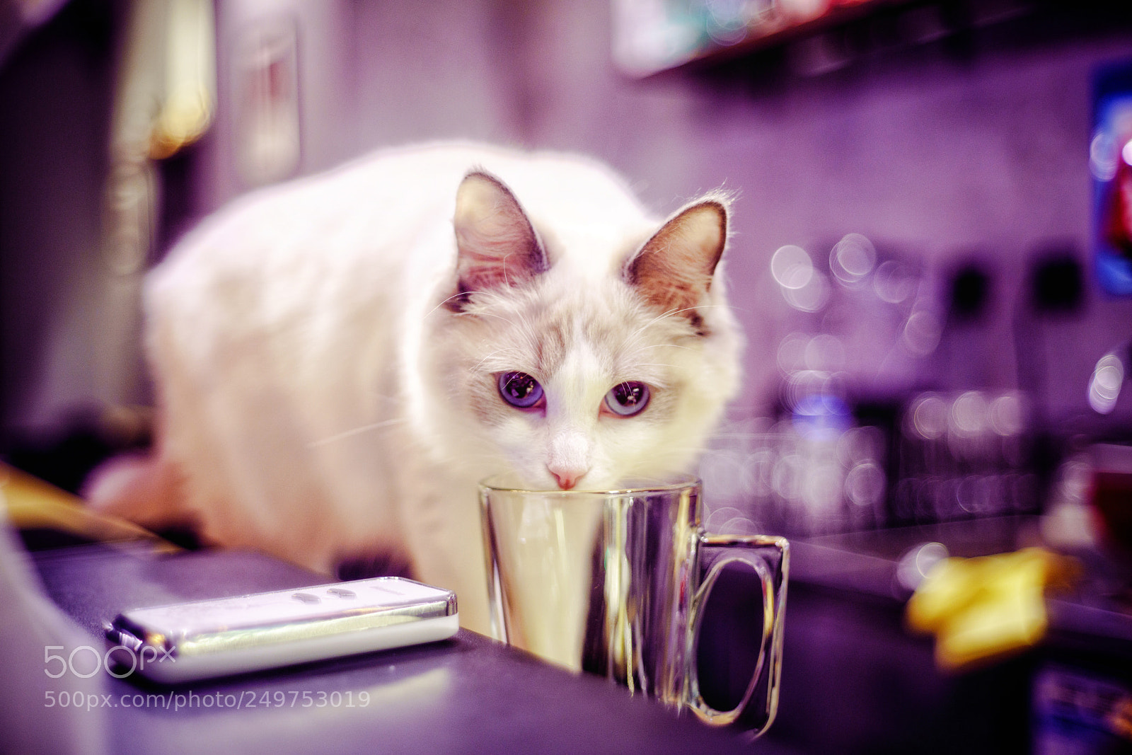 Sony a7R II sample photo. Puppy cat photography