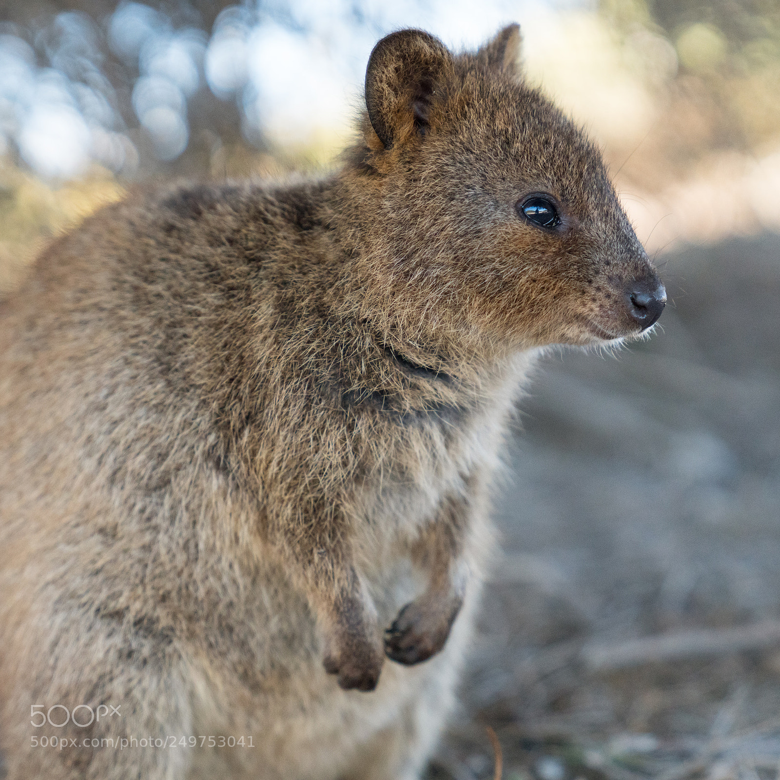 Sony a7R II sample photo. Wildlife of australia photography