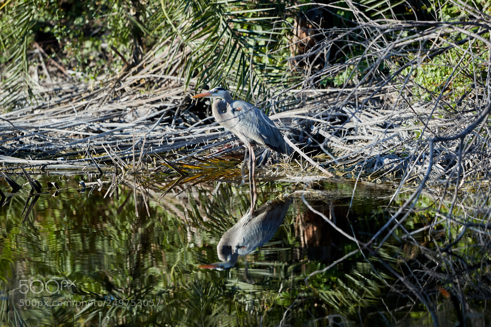 Canon EOS-1D X Mark II sample photo. 03-18-18-0008173.jpg photography
