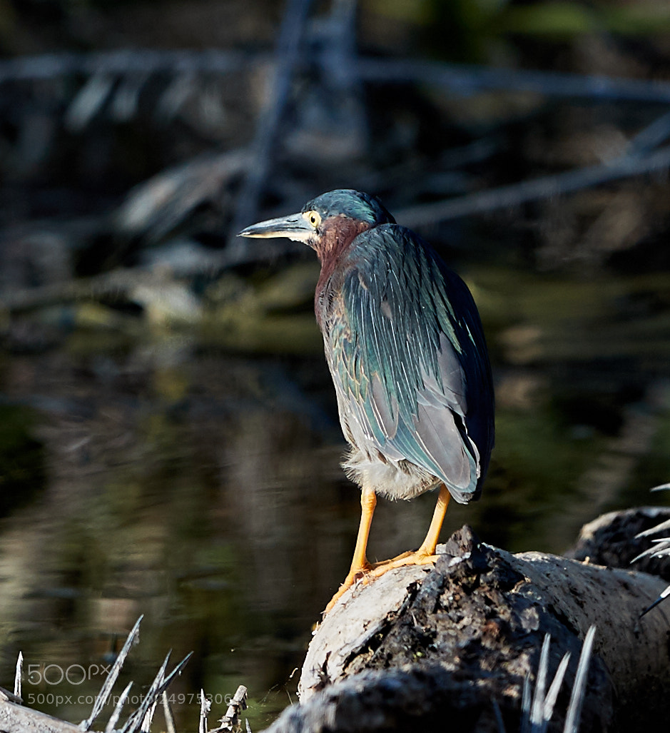 Canon EOS-1D X Mark II sample photo. 03-18-18-0008172.jpg photography