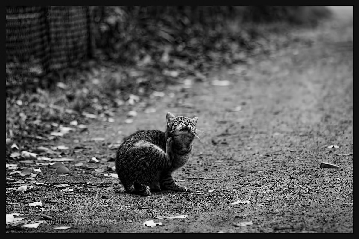Canon EOS 40D sample photo. Untitled photography