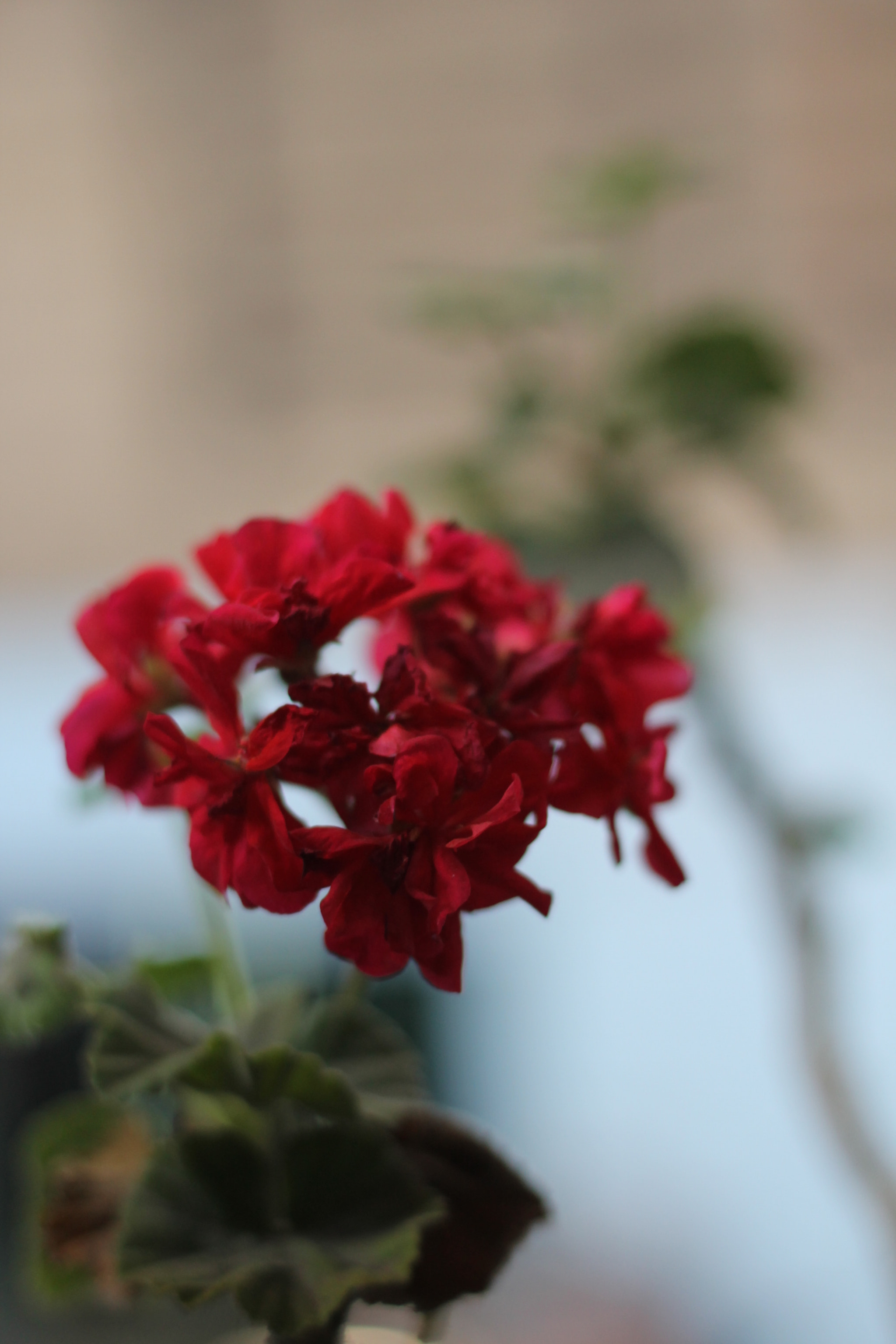 Canon EOS 1100D (EOS Rebel T3 / EOS Kiss X50) sample photo. Img photography