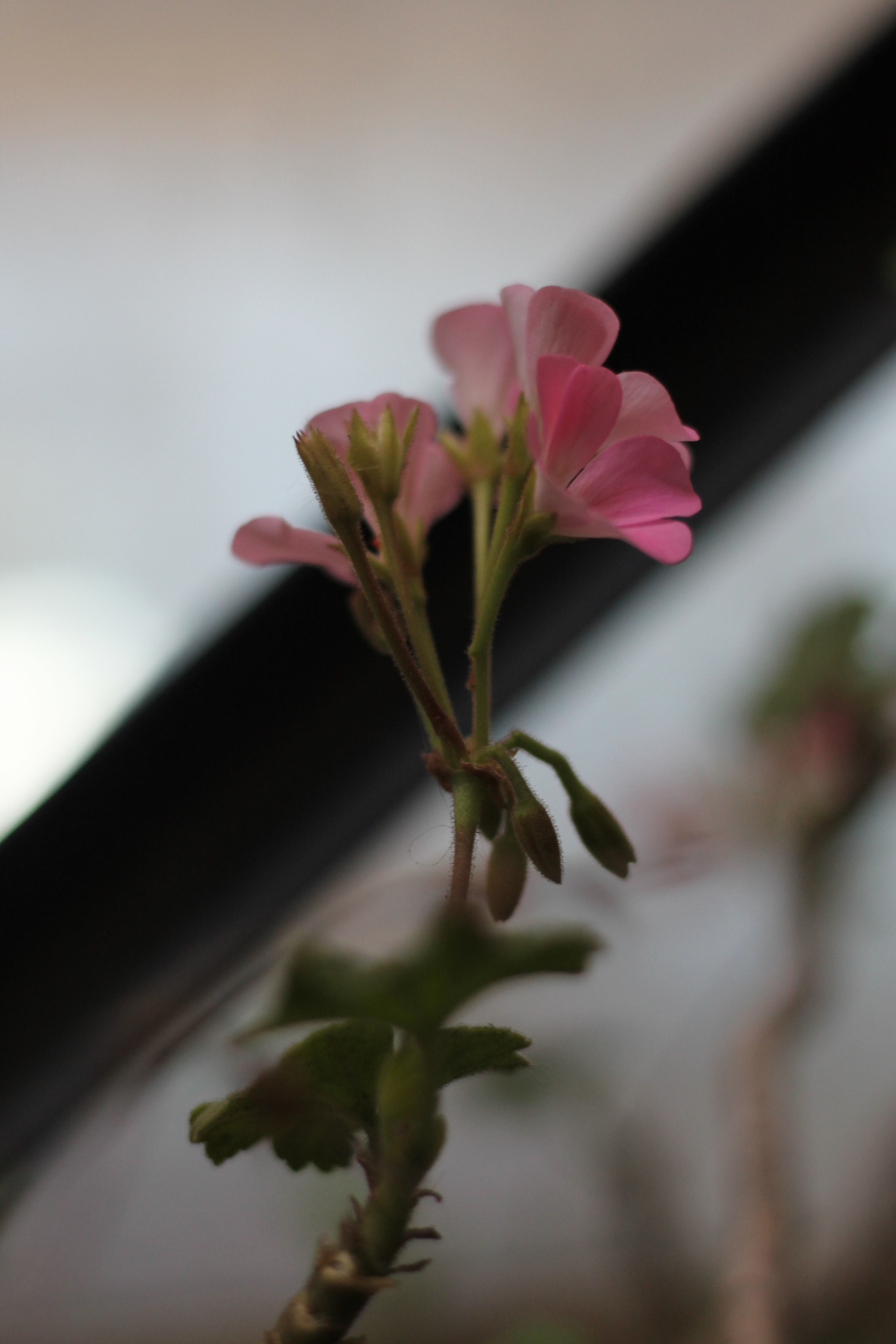 Canon EOS 1100D (EOS Rebel T3 / EOS Kiss X50) sample photo. Img photography