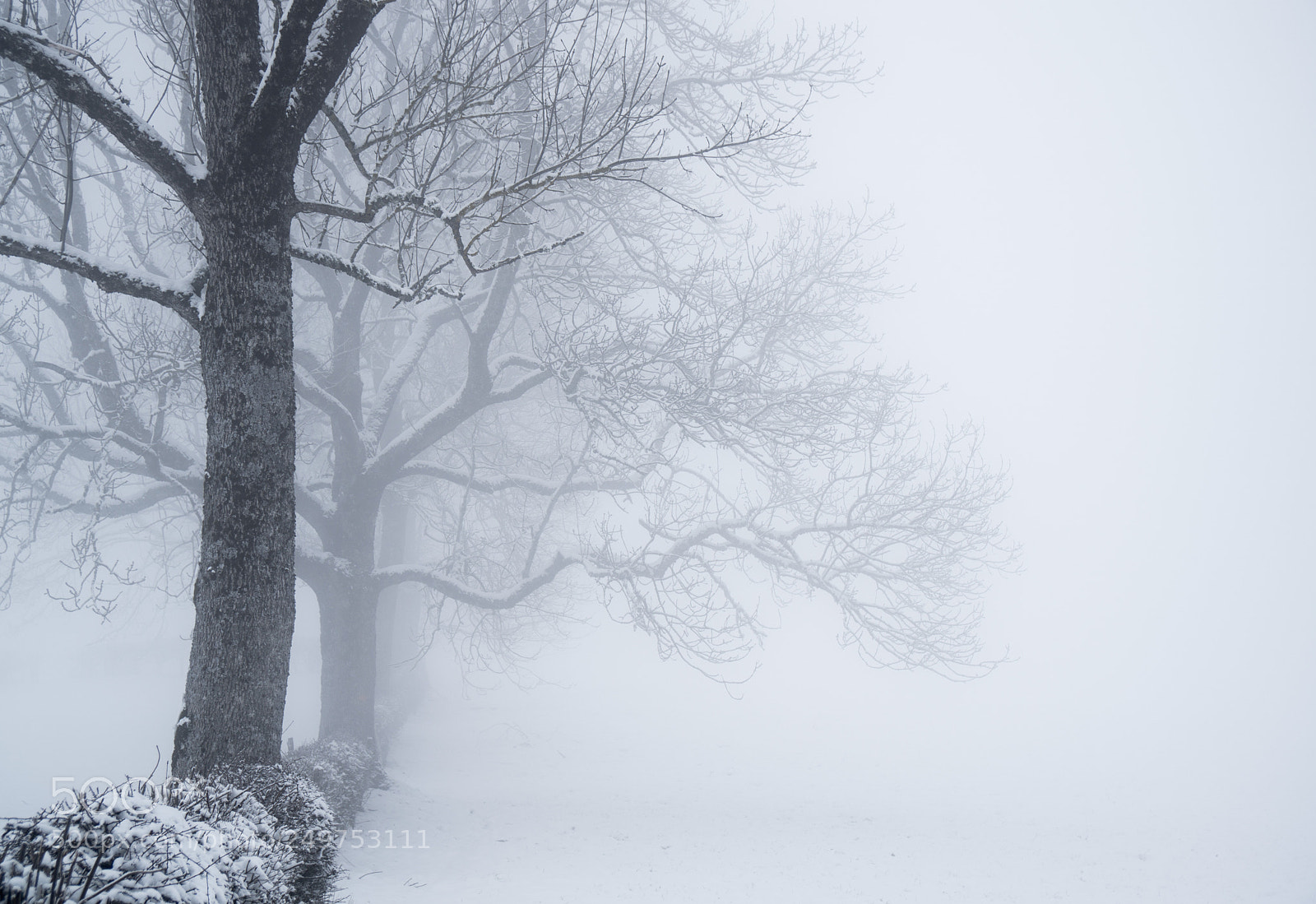 Sony a6000 sample photo. - misty winter morning - photography