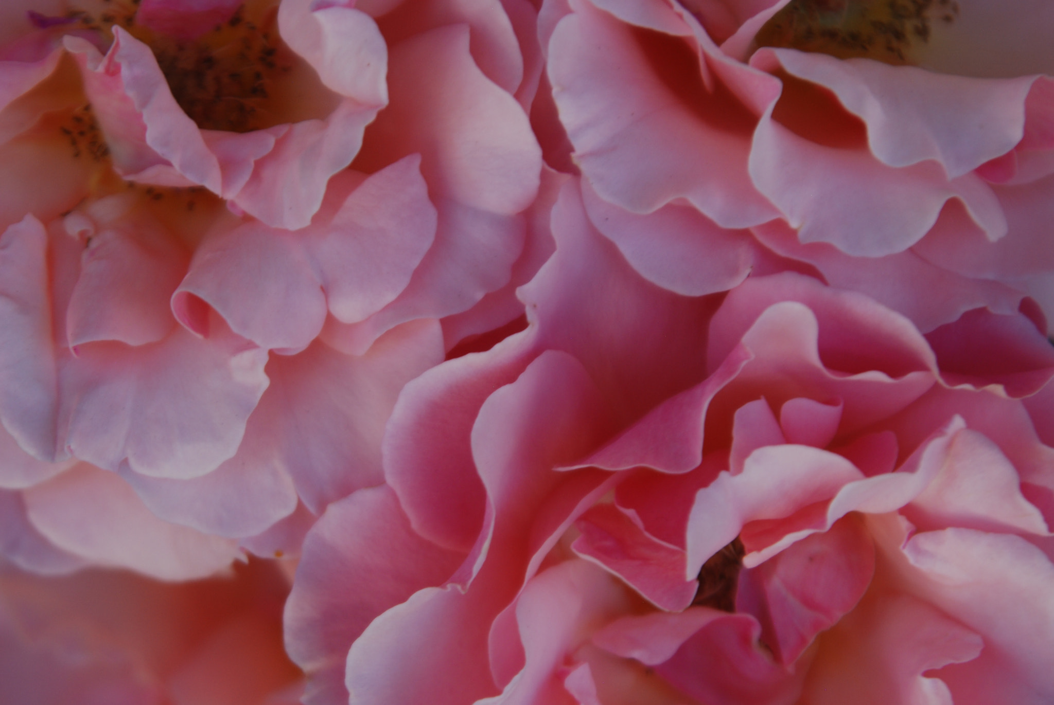 Nikon D80 sample photo. Pink blooms, solvang 2010 photography