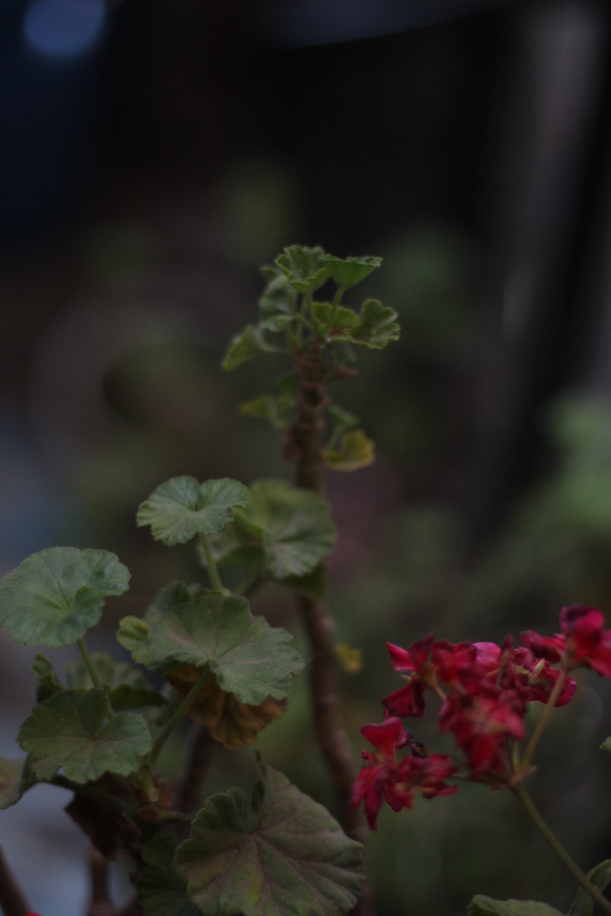 Canon EOS 1100D (EOS Rebel T3 / EOS Kiss X50) sample photo. Img photography