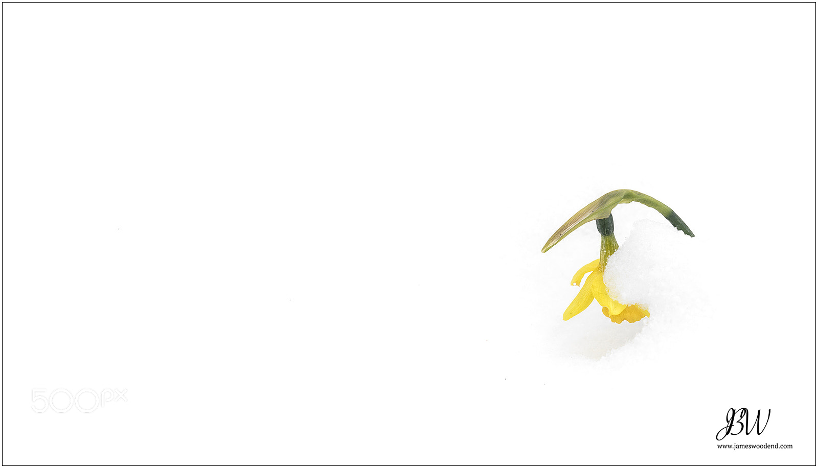 Sony a7R III sample photo. Daffodil in the snow photography