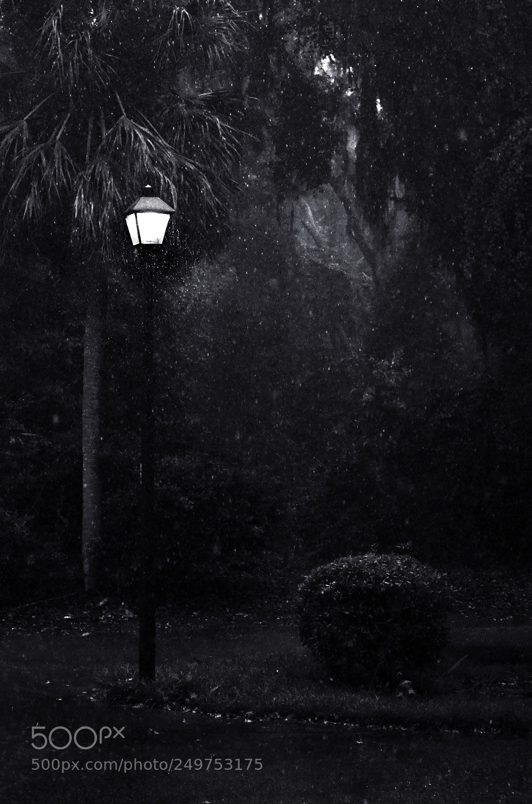 Nikon D5100 sample photo. A light in the photography