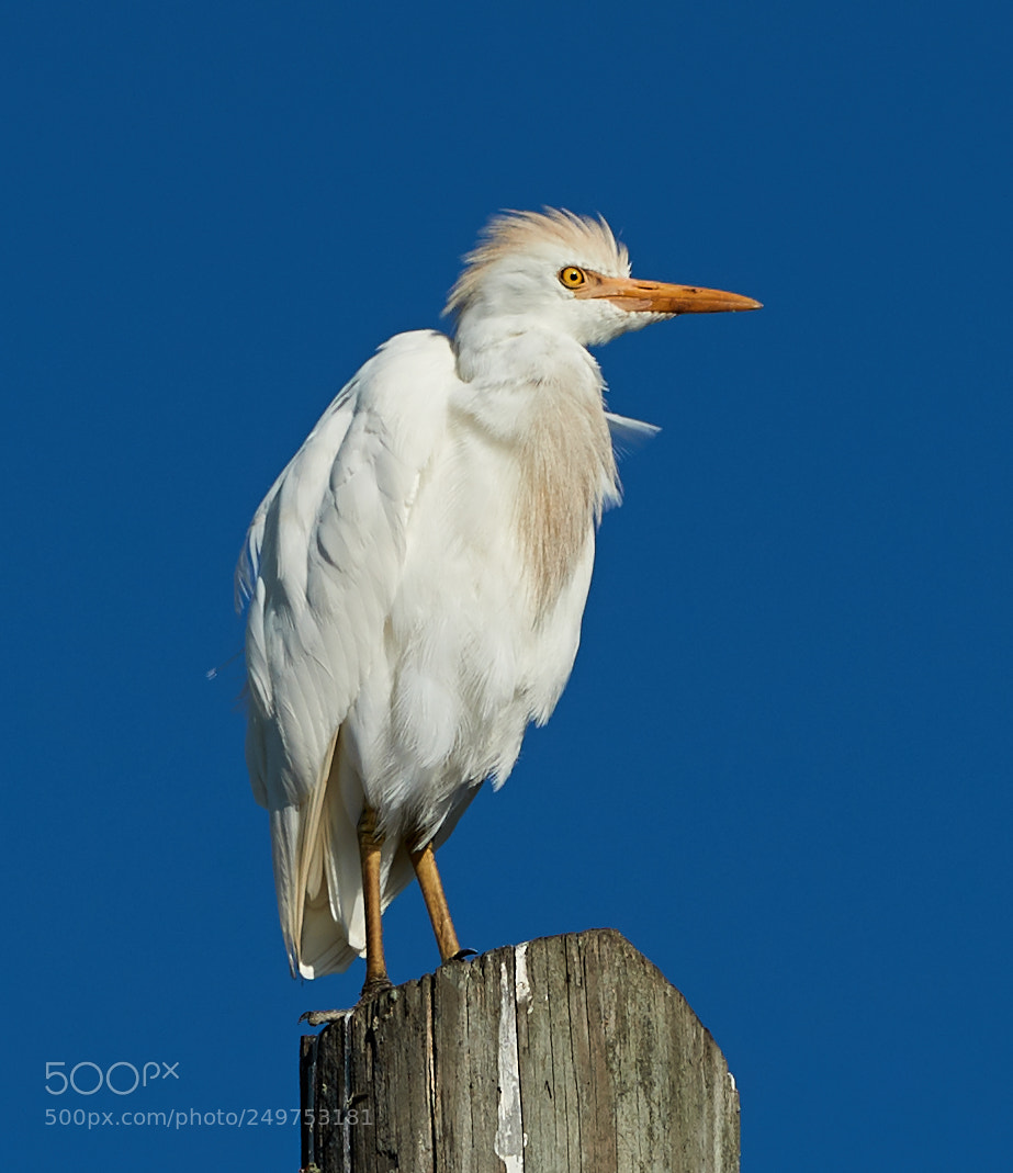 Canon EOS-1D X Mark II sample photo. 03-18-18-0008158.jpg photography