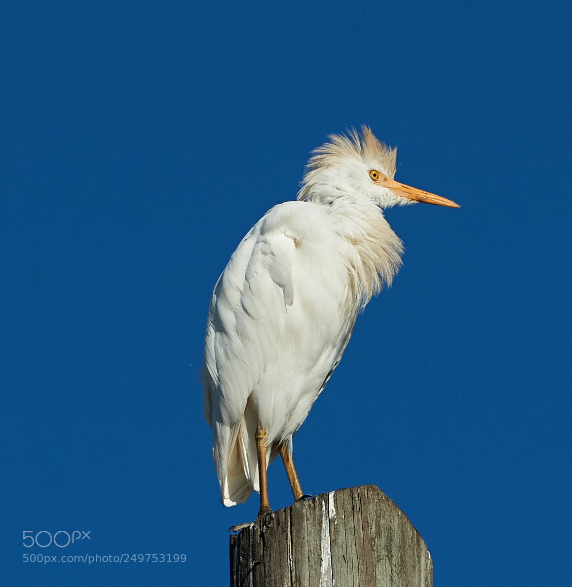 Canon EOS-1D X Mark II sample photo. 03-18-18-0008155.jpg photography