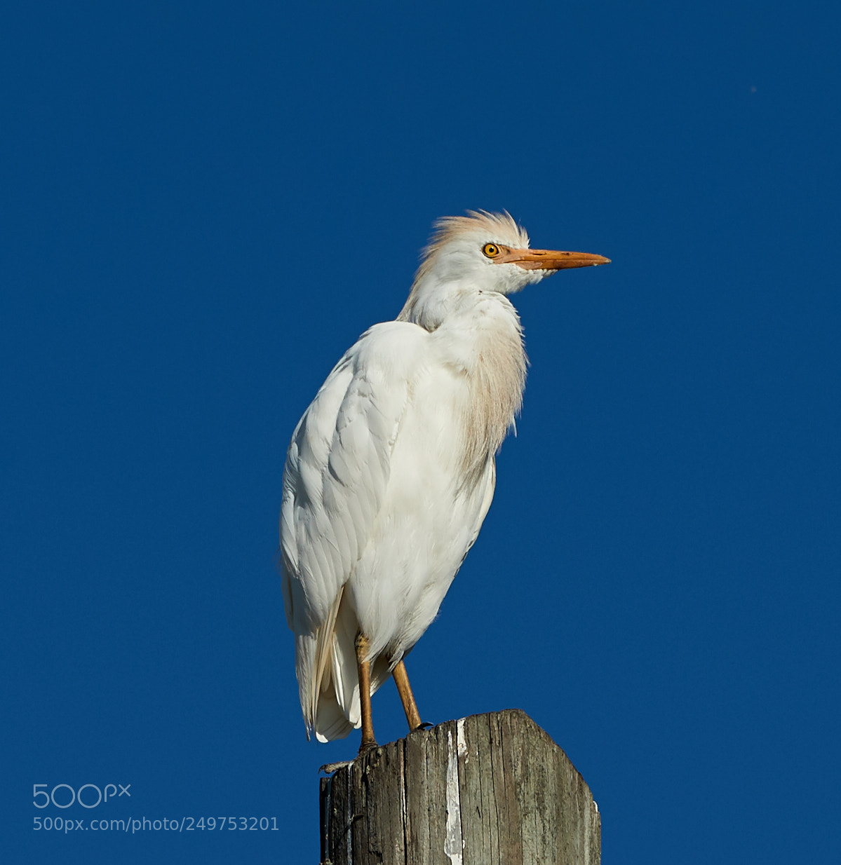 Canon EOS-1D X Mark II sample photo. 03-18-18-0008156.jpg photography