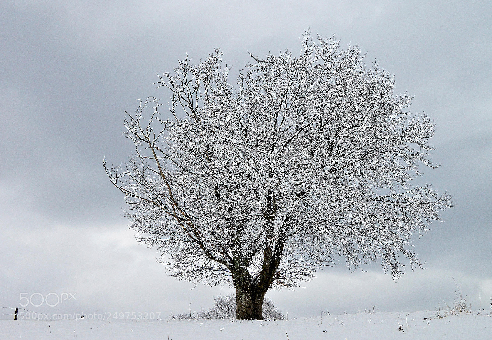 Nikon D3200 sample photo. Beech tree photography