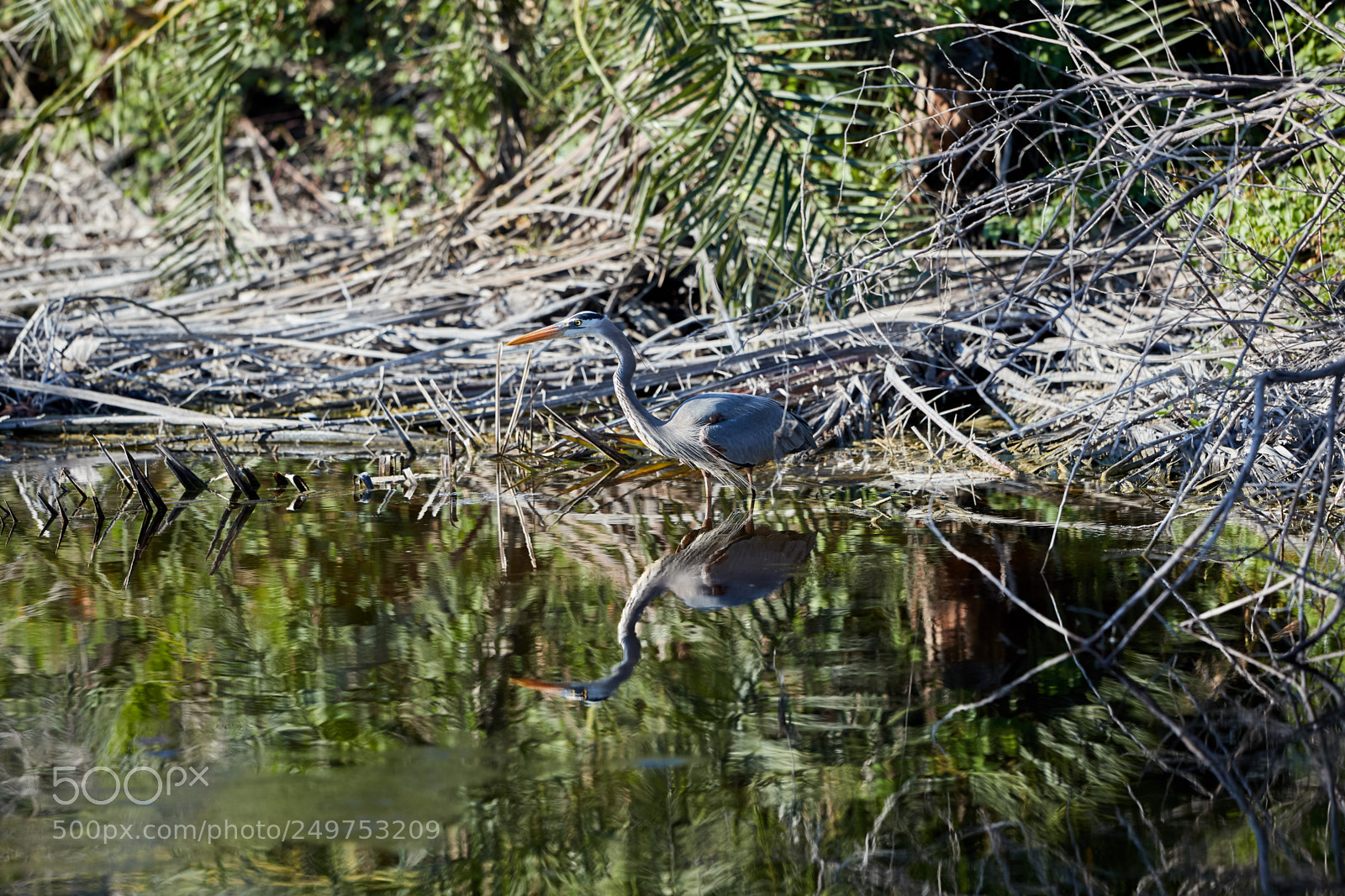 Canon EOS-1D X Mark II sample photo. 03-18-18-0008169.jpg photography