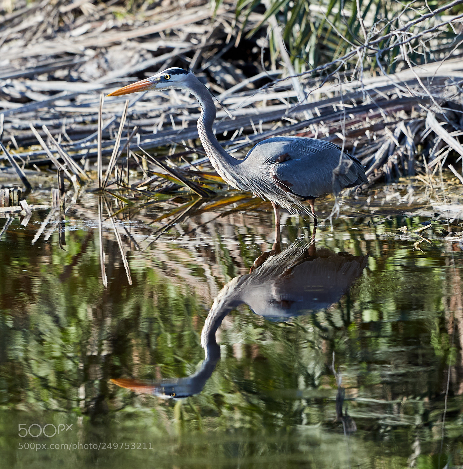 Canon EOS-1D X Mark II sample photo. 03-18-18-0008168.jpg photography