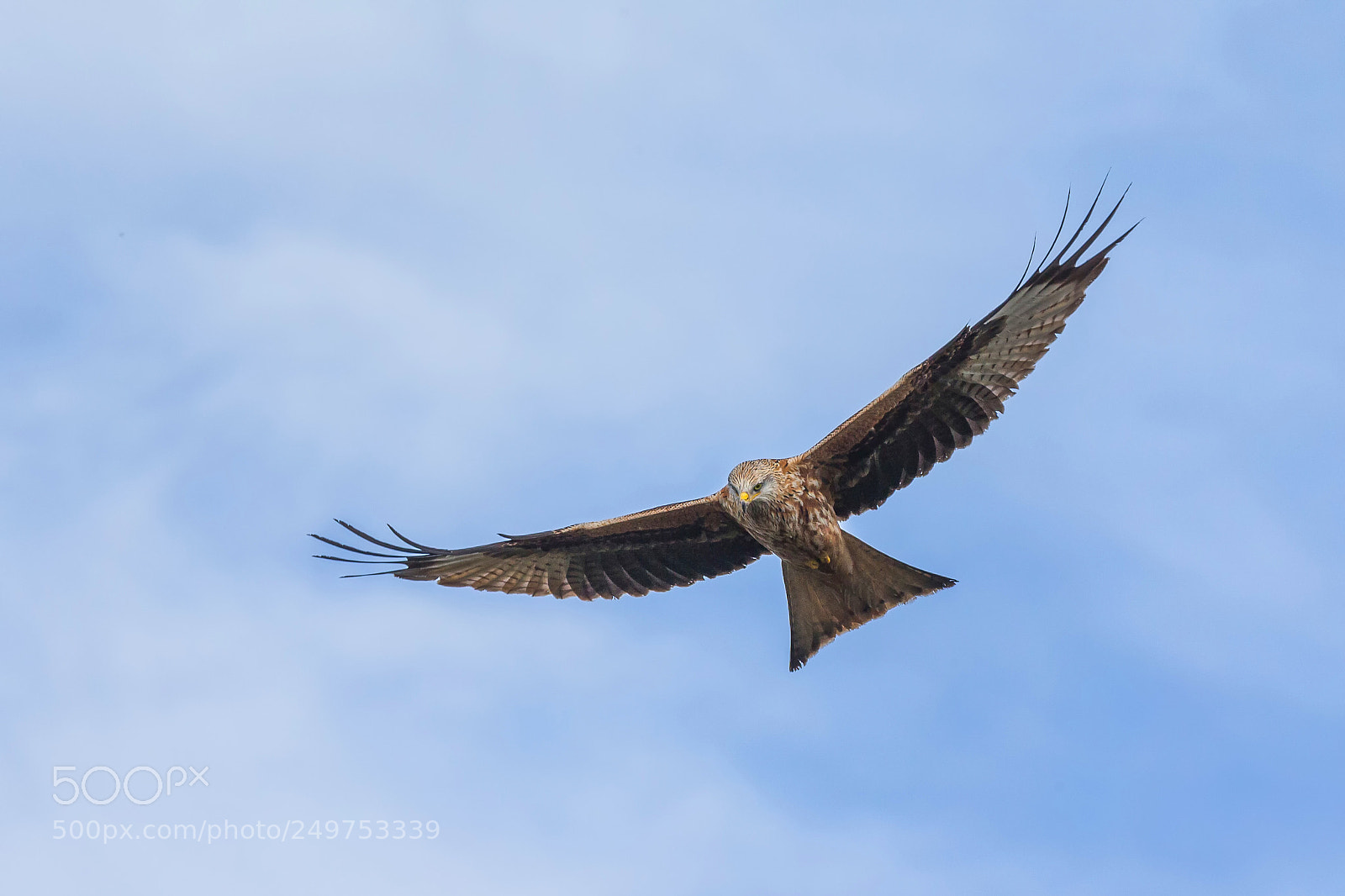 Canon EOS-1D X sample photo. Red kite in flight photography
