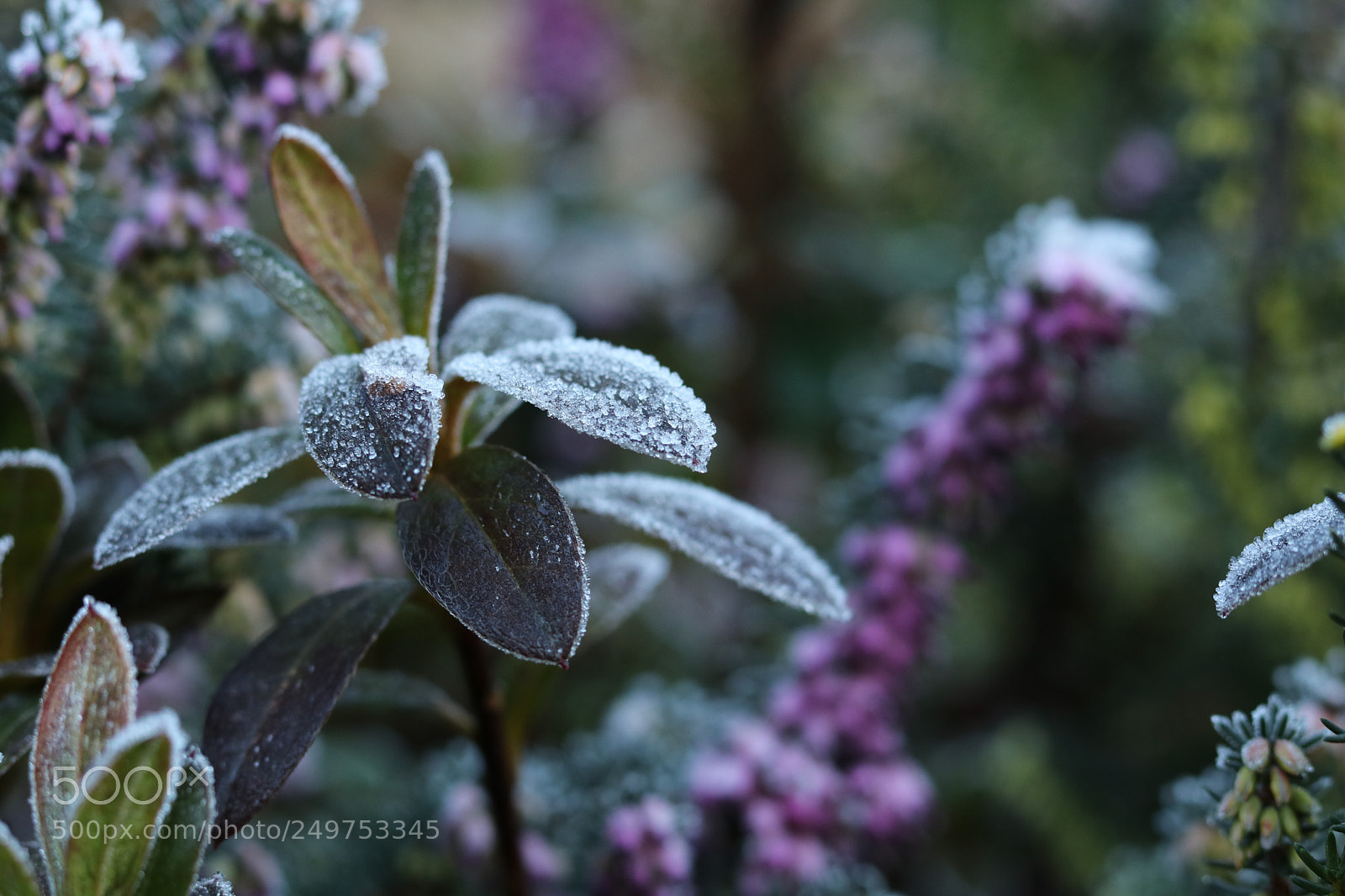 Canon EOS 750D (EOS Rebel T6i / EOS Kiss X8i) sample photo. Frosty flowers.  photography