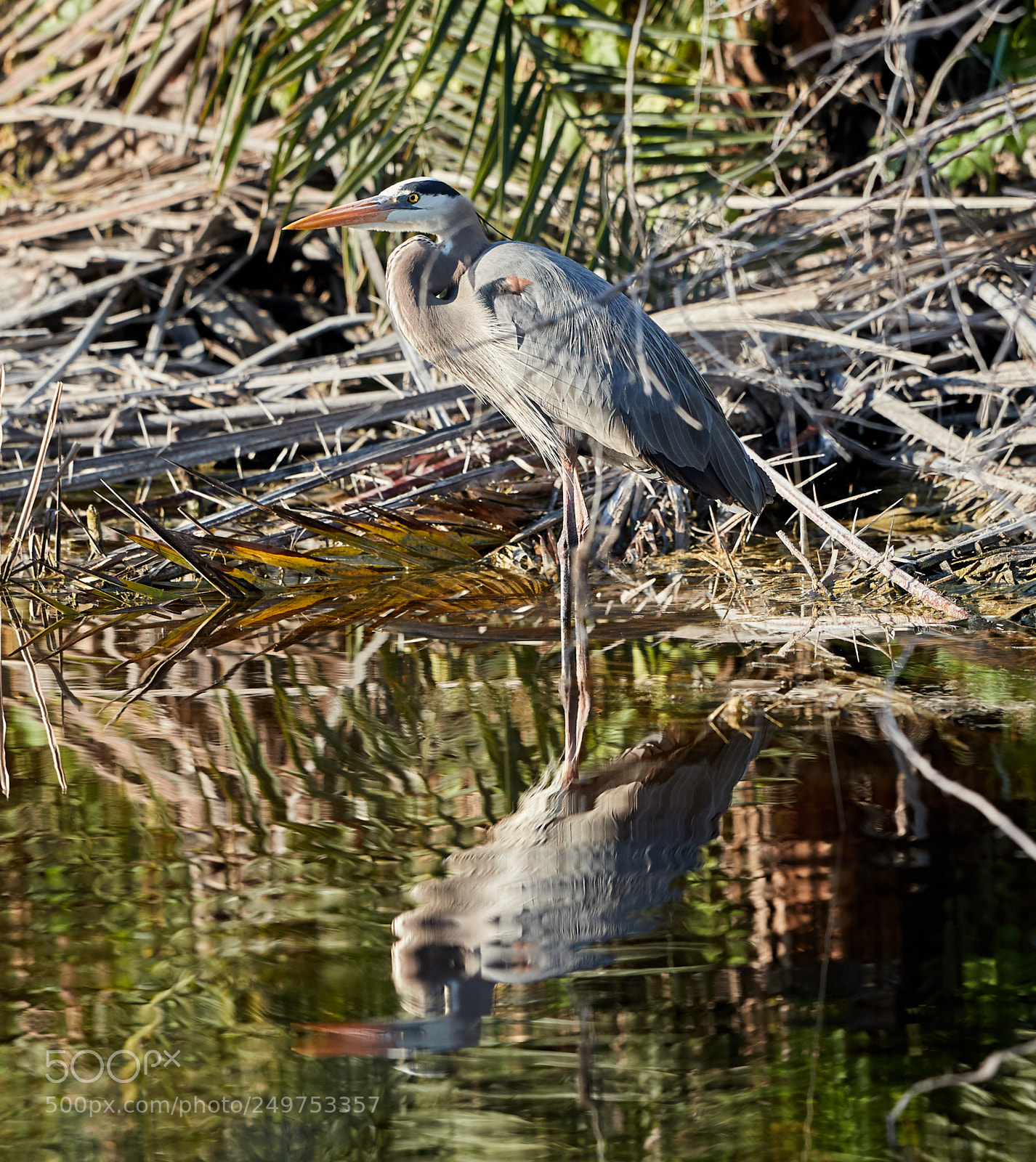 Canon EOS-1D X Mark II sample photo. 03-18-18-0008187.jpg photography