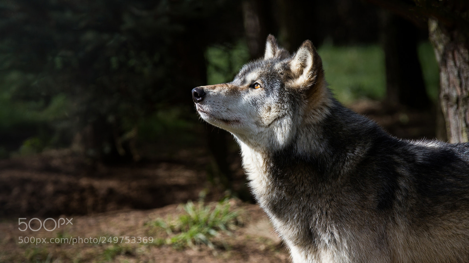 Canon EOS-1D X sample photo. Wolf gaze photography