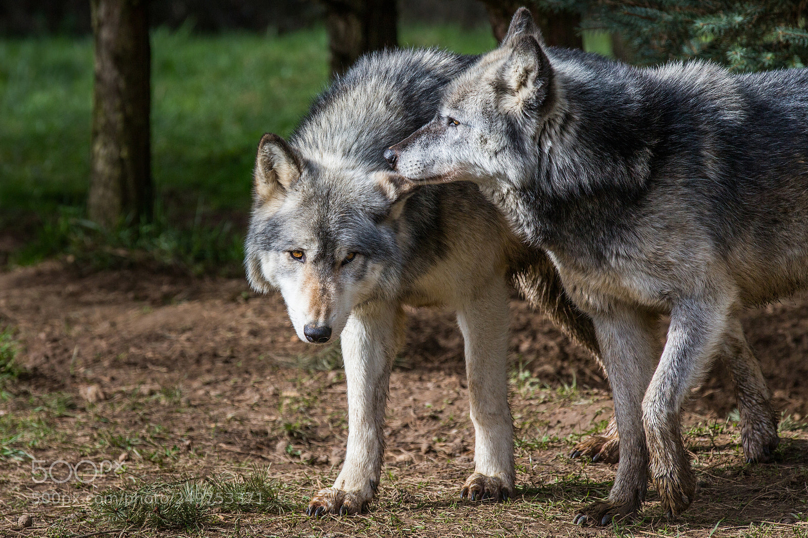 Canon EOS-1D X sample photo. Wolves photography