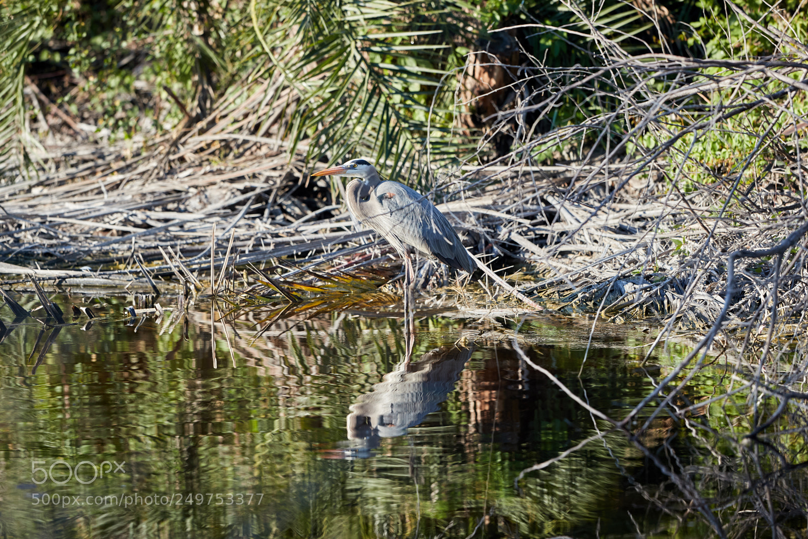 Canon EOS-1D X Mark II sample photo. 03-18-18-0008186.jpg photography