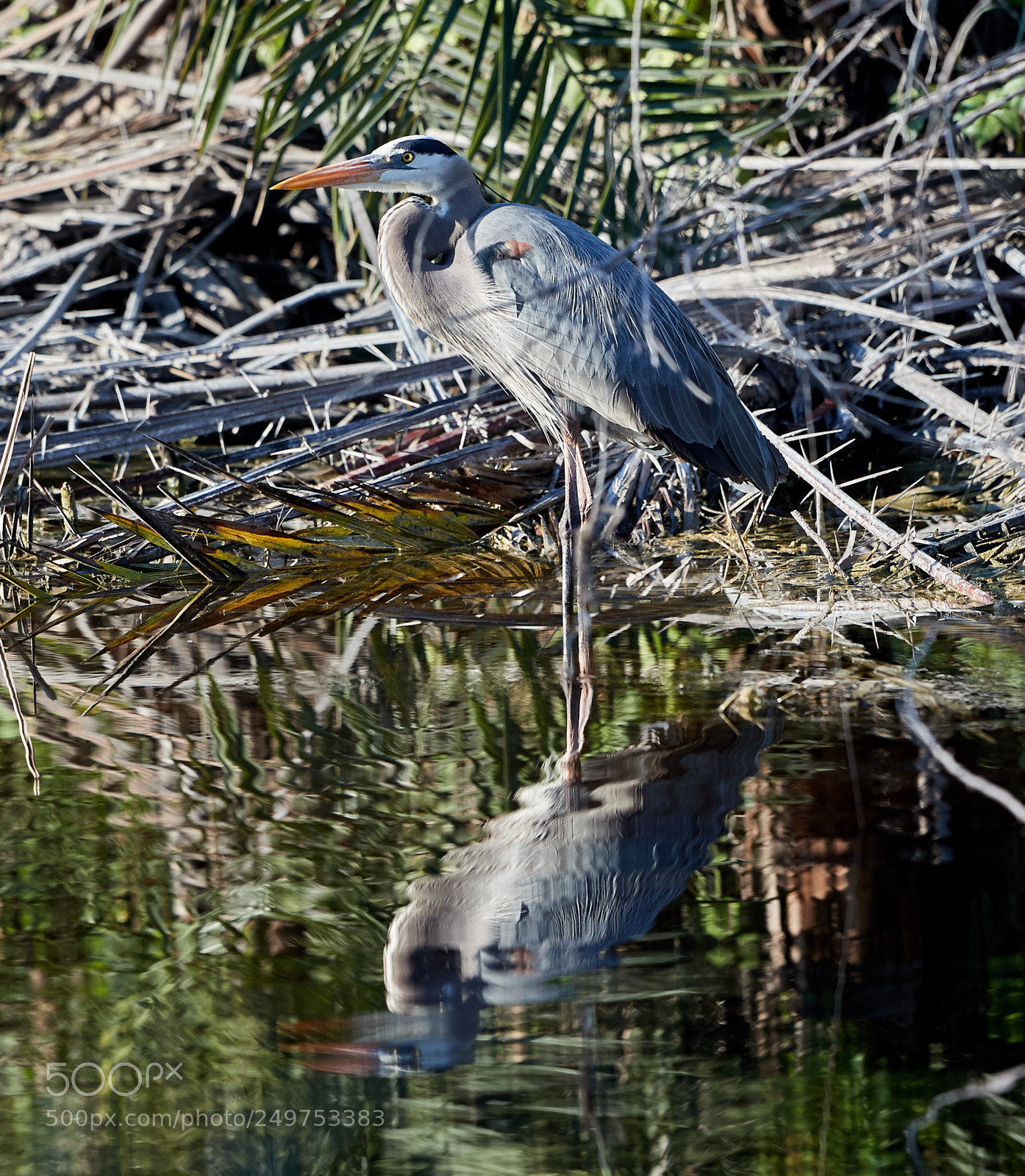 Canon EOS-1D X Mark II sample photo. 03-18-18-0008185.jpg photography