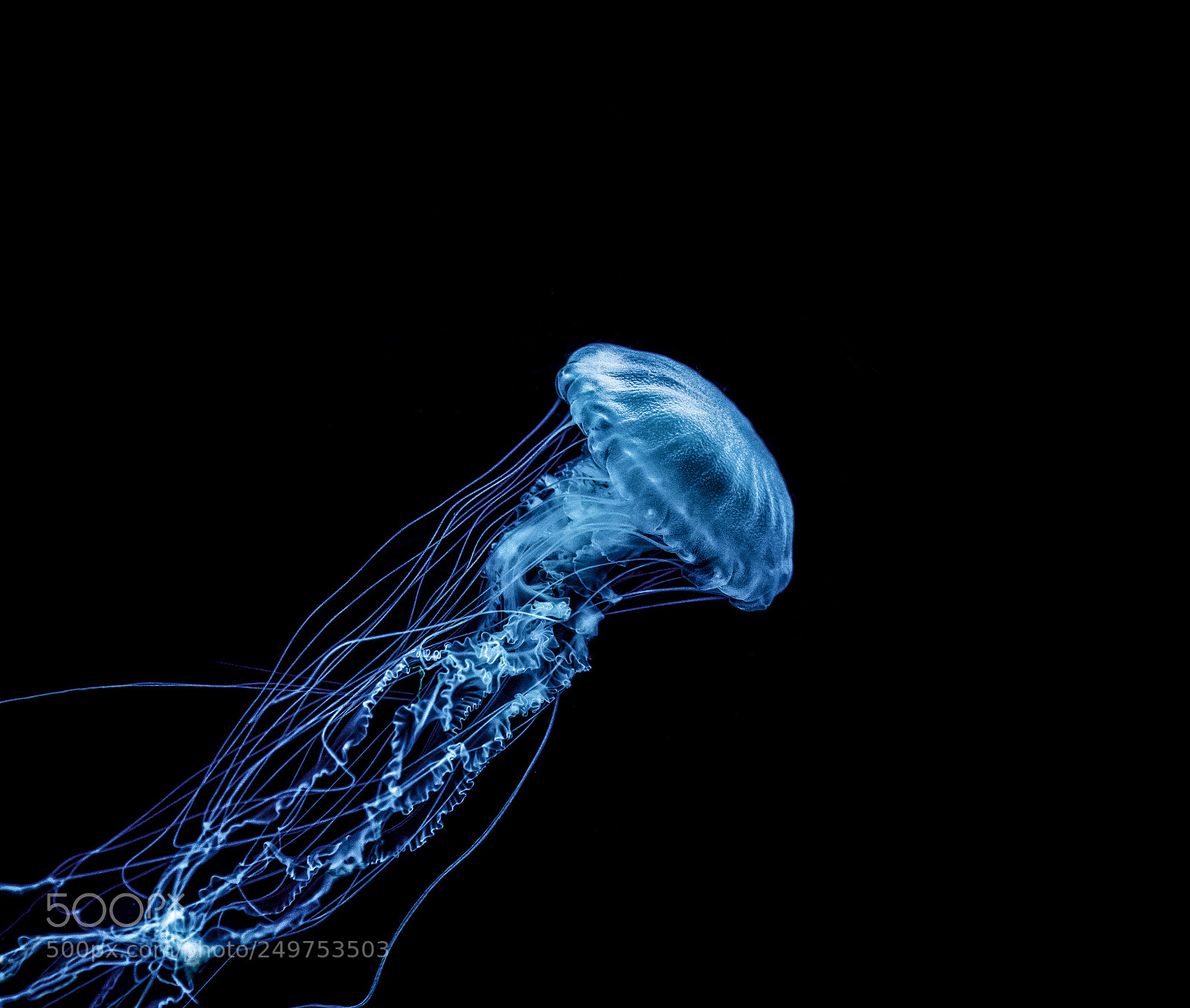 Canon EOS 7D Mark II sample photo. Jelly berry fish photography