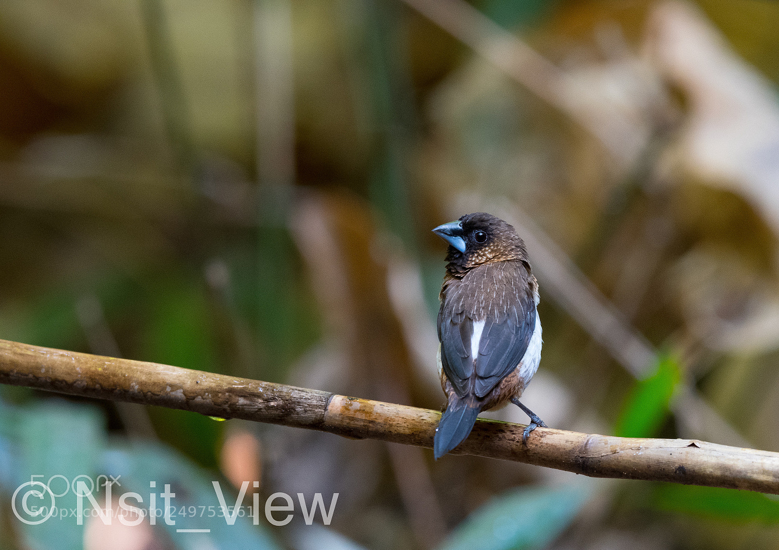 Nikon D500 sample photo. White rumped  munia photography