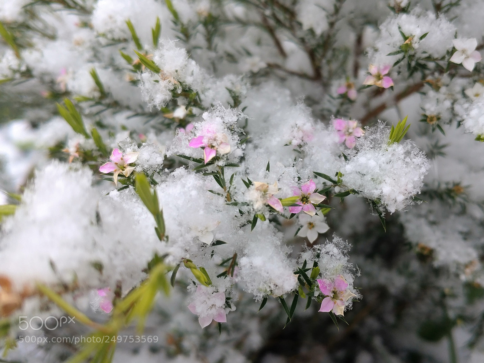 LG V20 sample photo. Snow in spring. photography