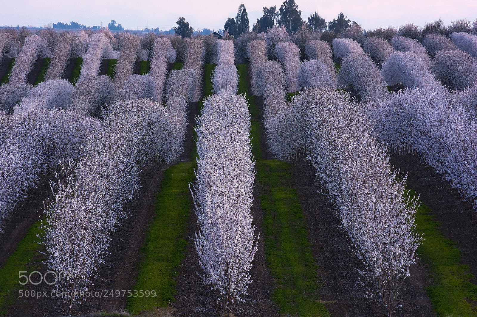 Nikon D7100 sample photo. Almond bloom 1 photography