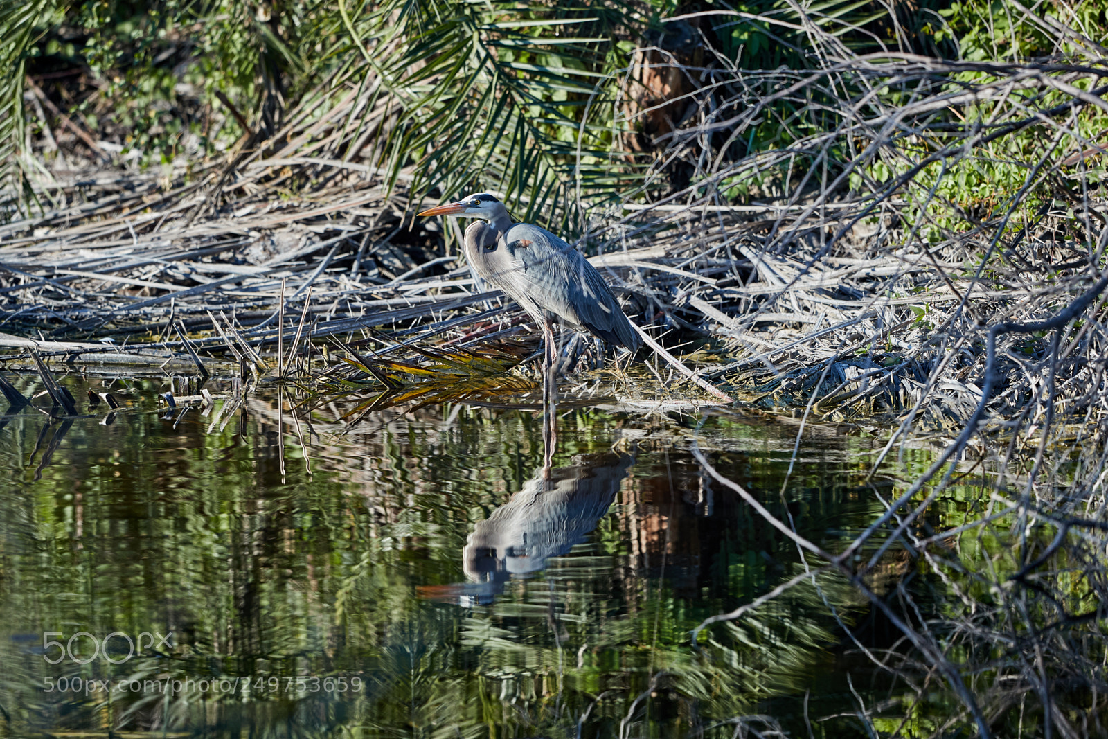 Canon EOS-1D X Mark II sample photo. 03-18-18-0008184.jpg photography