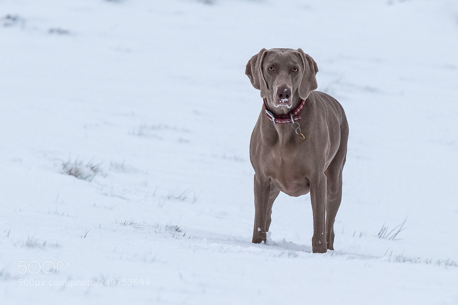 Nikon D850 sample photo. Snowy nose photography