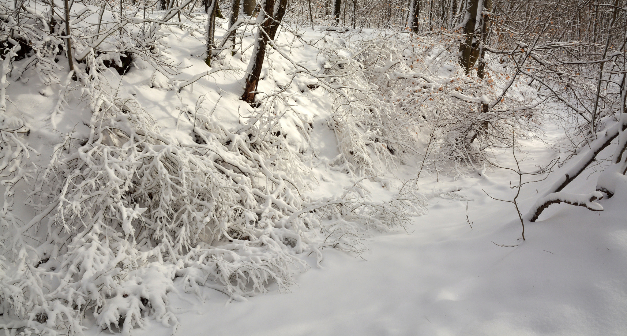 Nikon D7100 sample photo. Sunlight, snow, tenderness photography