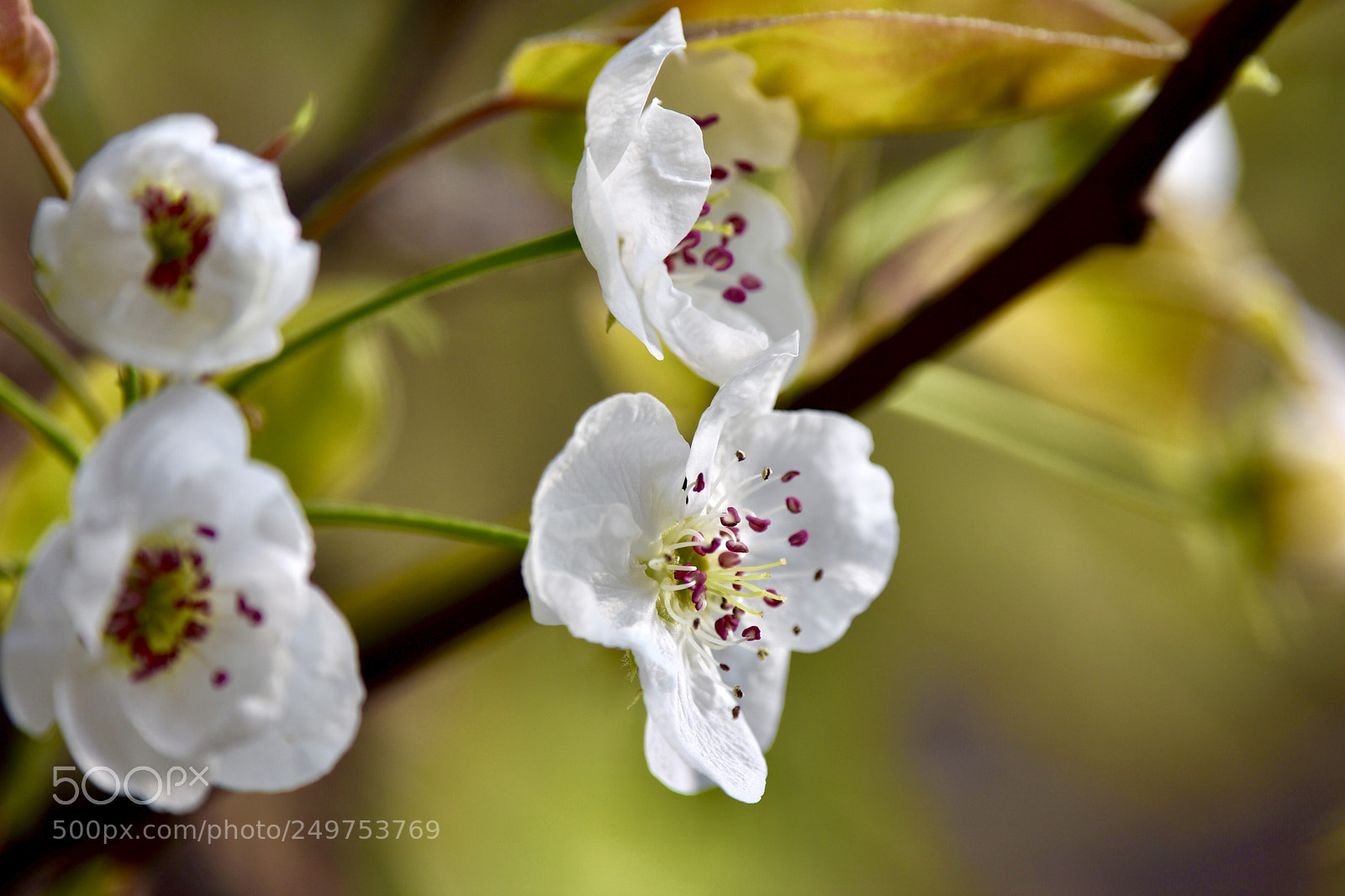 Nikon D7200 sample photo. Pear flower photography