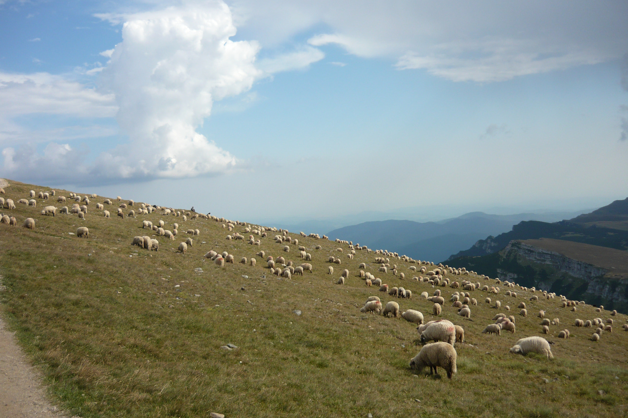 Panasonic Lumix DMC-LS80 sample photo. Sheeps photography