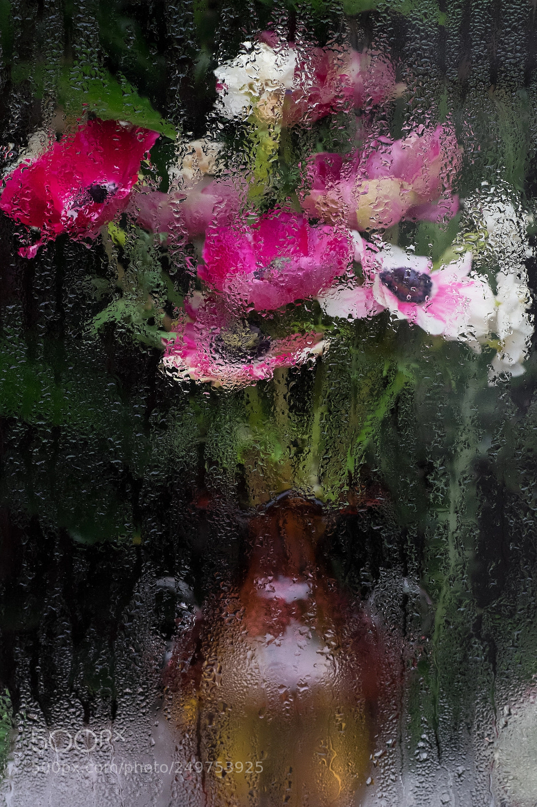 Fujifilm X-T1 sample photo. Anemones photography