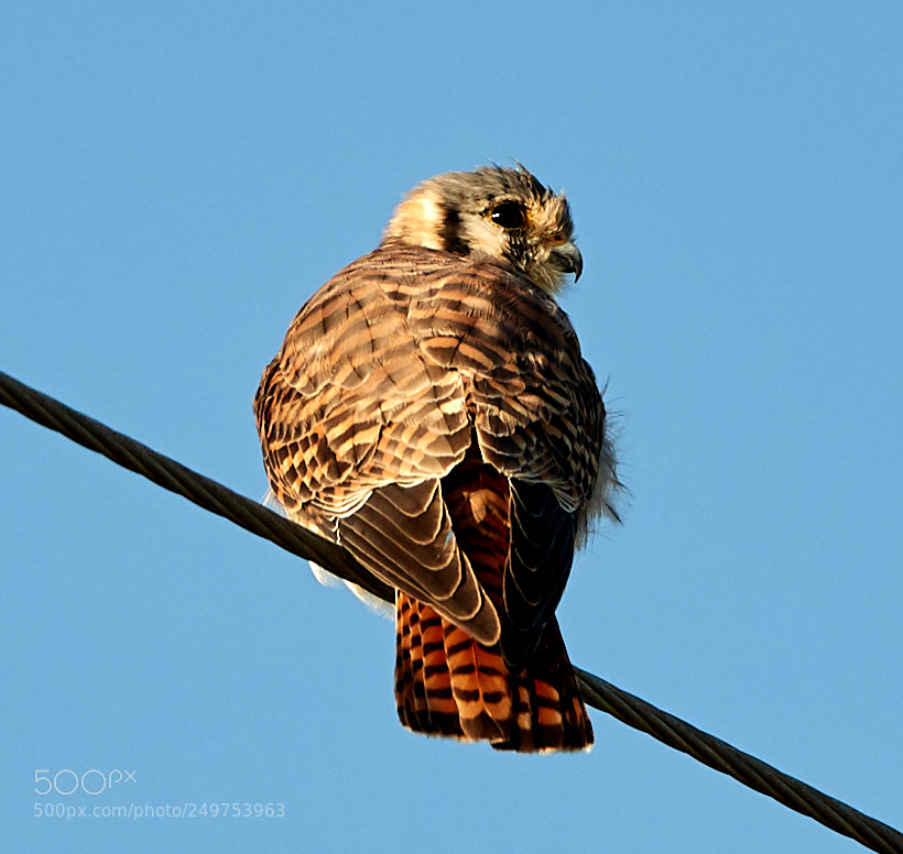 Canon EOS-1D X Mark II sample photo. 03-18-18-0008249.jpg photography