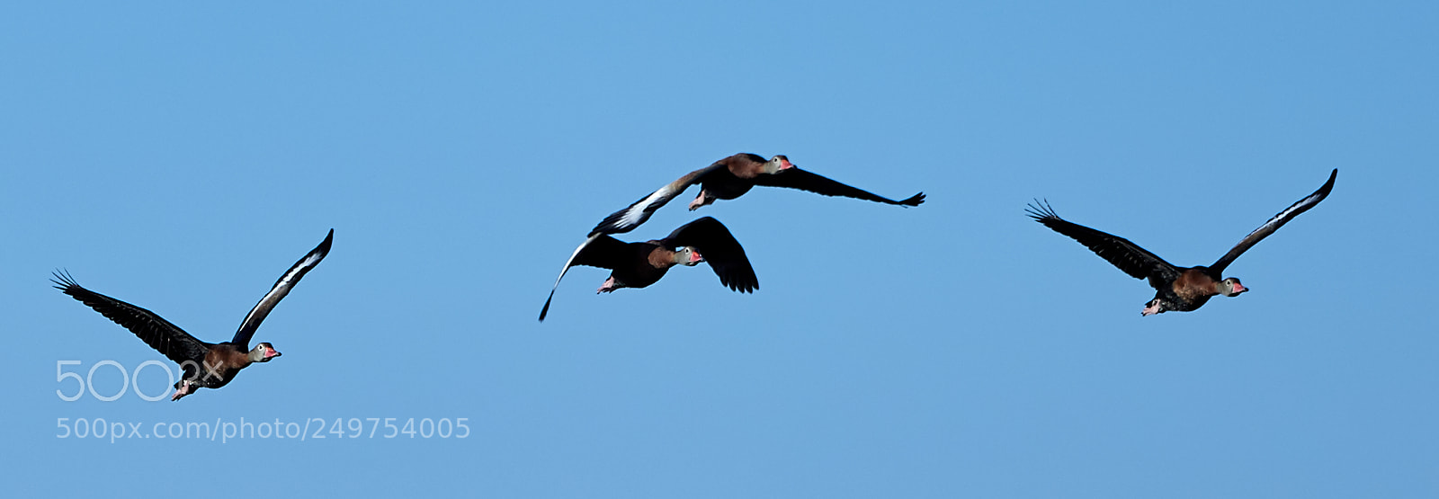 Canon EOS-1D X Mark II sample photo. 03-18-18-0008241 3.jpg photography