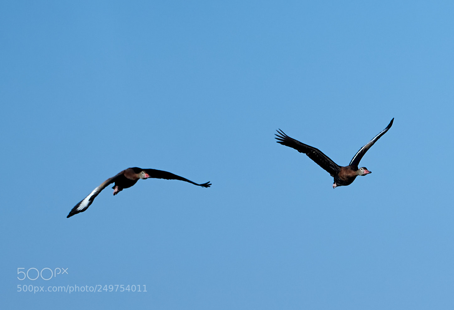 Canon EOS-1D X Mark II sample photo. 03-18-18-0008241 1.jpg photography